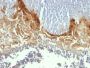 CD104(UM-A9), CF568 conjugate, 0.1mg/mL