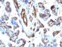 Moesin(MSN/491),  CF568 conjugate, 0.1mg/mL