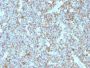 CD99(MIC2/877), CF568 conjugate, 0.1mg/mL