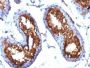 CD99(MIC2/877), CF568 conjugate, 0.1mg/mL