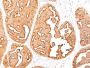Mucin 1 / EMA / Episialin / CD227(MUC1/967), CF568 conjugate, 0.1mg/mL