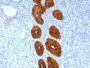 Mucin 1 / EMA / Episialin / CD227(MUC1/967), CF568 conjugate, 0.1mg/mL