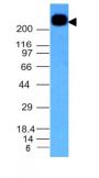 CD45RB(PTPRC/1147), CF568 conjugate, 0.1mg/mL