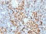 CD163 (Monocyte & Macrophage Marker) (M130/1210), CF568 conjugate, 0.1mg/mL
