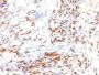 p27 / KIP1(DCS-72.F6 + KIP1/769 (SX53G8)), CF568 conjugate, 0.1mg/mL