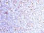 VEGI (Vascular Endothelial Growth Inhibitor) (VEGI/1283), CF568 conjugate, 0.1mg/mL
