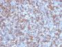 CD8A (Cytotoxic- & Suppressor T-Cell Marker) (C8/1779R), CF568 conjugate, 0.1mg/mL