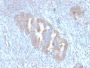 ATG5 (Autophagy Marker) (ATG5/2101), CF568 conjugate, 0.1mg/mL