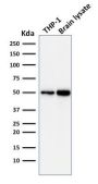 ATG5 (Autophagy Marker) (ATG5/2101), CF568 conjugate, 0.1mg/mL