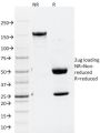 ATG5 (Autophagy Marker) (ATG5/2101), CF568 conjugate, 0.1mg/mL