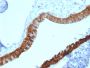 Cytokeratin 3 (KRT3) (Corneal Epithelial Marker)(KRT3/2130), CF568 conjugate, 0.1mg/mL