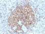 Bcl-2 (Apoptosis & Follicular Lymphoma Marker) (BCL2/2210R), CF568 conjugate, 0.1mg/mL