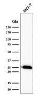 Bcl-2 (Apoptosis & Follicular Lymphoma Marker) (BCL2/2210R), CF568 conjugate, 0.1mg/mL