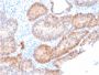Aldo-keto Reductase Family 1 Member C2 / DD2(CPTC-AKR1C2-1), CF568 conjugate, 0.1mg/mL