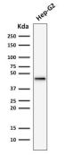 Cytokeratin 19 (KRT19) (Pancreatic Stem Cell Marker) (rKRT19/799), CF568 conjugate, 0.1mg/mL