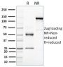 HER-4 / ERBB4(HFR-1), CF568 conjugate, 0.1mg/mL