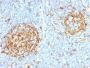 CD14 (Monocyte / Macrophage Marker) (LPSR/2397), CF568 conjugate, 0.1mg/mL