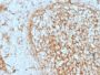 CD14 (Monocyte / Macrophage Marker) (LPSR/2397), CF568 conjugate, 0.1mg/mL
