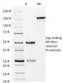 CD14 (Monocyte / Macrophage Marker) (LPSR/2397), CF568 conjugate, 0.1mg/mL