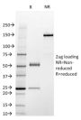 STAT3 / Signal Transducer and Activator of Transcription 3 (STAT3/2409), CF568 conjugate, 0.1mg/mL