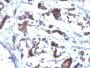 ZFYVE28 (Zinc Finger FYVE-type containing 28)(LST2/2426), CF568 conjugate, 0.1mg/mL