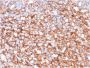 CD73 (Immuno-Oncology Target)(NT5E/2646), CF568 conjugate, 0.1mg/mL