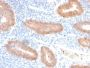 Interleukin 10 (IL10) (Immunoregulation Marker) (IL10/2651R), CF568 conjugate, 0.1mg/mL