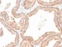 Interleukin 10 (IL10) (Immunoregulation Marker) (IL10/2651R), CF568 conjugate, 0.1mg/mL