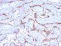 PAPP-A / Pappalysin-1 (Marker of Atherosclerosis and Aneuploid Fetus)(PAPPA/2718), CF568 conjugate, 0.1mg/mL