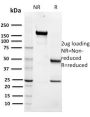 Maltose Binding Protein / MBP-probe(R29.6), CF568 conjugate, 0.1mg/mL