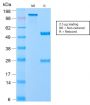VLDL-Receptor (Very Low Density Lipoprotein Receptor)(VLDLR/2896R), CF568 conjugate, 0.1mg/mL