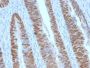 CDX2 (GI Epithelial Marker) (CDX2/2951R), CF568 conjugate, 0.1mg/mL