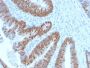 CDX2 (GI Epithelial Marker) (CDX2/2951R), CF568 conjugate, 0.1mg/mL