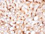 C1QB / Complement C1q B-Chain(C1QB/2966), CF568 conjugate, 0.1mg/mL