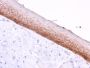 CD44v4/5 (Marker of Tumor Metastasis)(3D2), CF568 conjugate, 0.1mg/mL