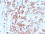 TIM3 / HAVCR2 / CD366 (Effector T-Cell Marker)(TIM3/3113), CF568 conjugate, 0.1mg/mL