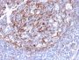 CD21 (Mature B-Cell & Follicular Dendritic Cell Marker)(CR2/3124R), CF568 conjugate, 0.1mg/mL