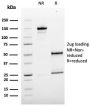 MCAM (Melanoma Cell Adhesion Molecule) / MUC18 / CD146(MCAM/3179), CF568 conjugate, 0.1mg/mL
