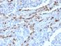 Napsin A (Lung Adenocarcinoma Marker)(NAPSA/3309), CF568 conjugate, 0.1mg/mL