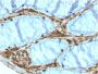 Annexin A1 / (Hairy Cell Leukemia Marker)(ANXA1/3566), CF568 conjugate, 0.1mg/mL