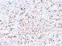 Human Lambda Light Chain (B-Cell Marker)(LLC/3778R), CF568 conjugate, 0.1mg/mL