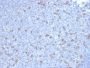 PDCD1 / PD1 / CD279 (Programmed Cell Death 1)(PDCD1/2720), CF740 conjugate, 0.1mg/mL