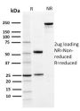 PD-L1 / PDCD1LG1 / CD274 / B7-H1 (Cancer Immunotherapy Target)(PDL1/2742), CF740 conjugate, 0.1mg/mL