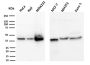 PD-L1 / PDCD1LG1 / CD274 / B7-H1 (Cancer Immunotherapy Target)(PDL1/2744), CF740 conjugate, 0.1mg/mL