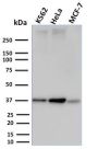 RAD51 (Prognostic and Response to Chemotherapy Marker)(RAD51/2753), CF740 conjugate, 0.1mg/mL