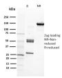 CD29 (Stem Cell Marker)(12G10), CF740 conjugate, 0.1mg/mL