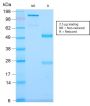 CD79b (B-Cell Marker)(IGB/2940R), CF740 conjugate, 0.1mg/mL