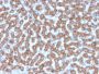 Prohibitin (Mitochondrial Marker)(PHB/3227), CF740 conjugate, 0.1mg/mL
