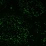 PD1 / PDCD1 / CD279(PDCD1/922), CF680 conjugate, 0.1mg/mL