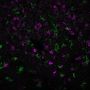 PD1 / PDCD1 / CD279(PDCD1/922), CF680 conjugate, 0.1mg/mL